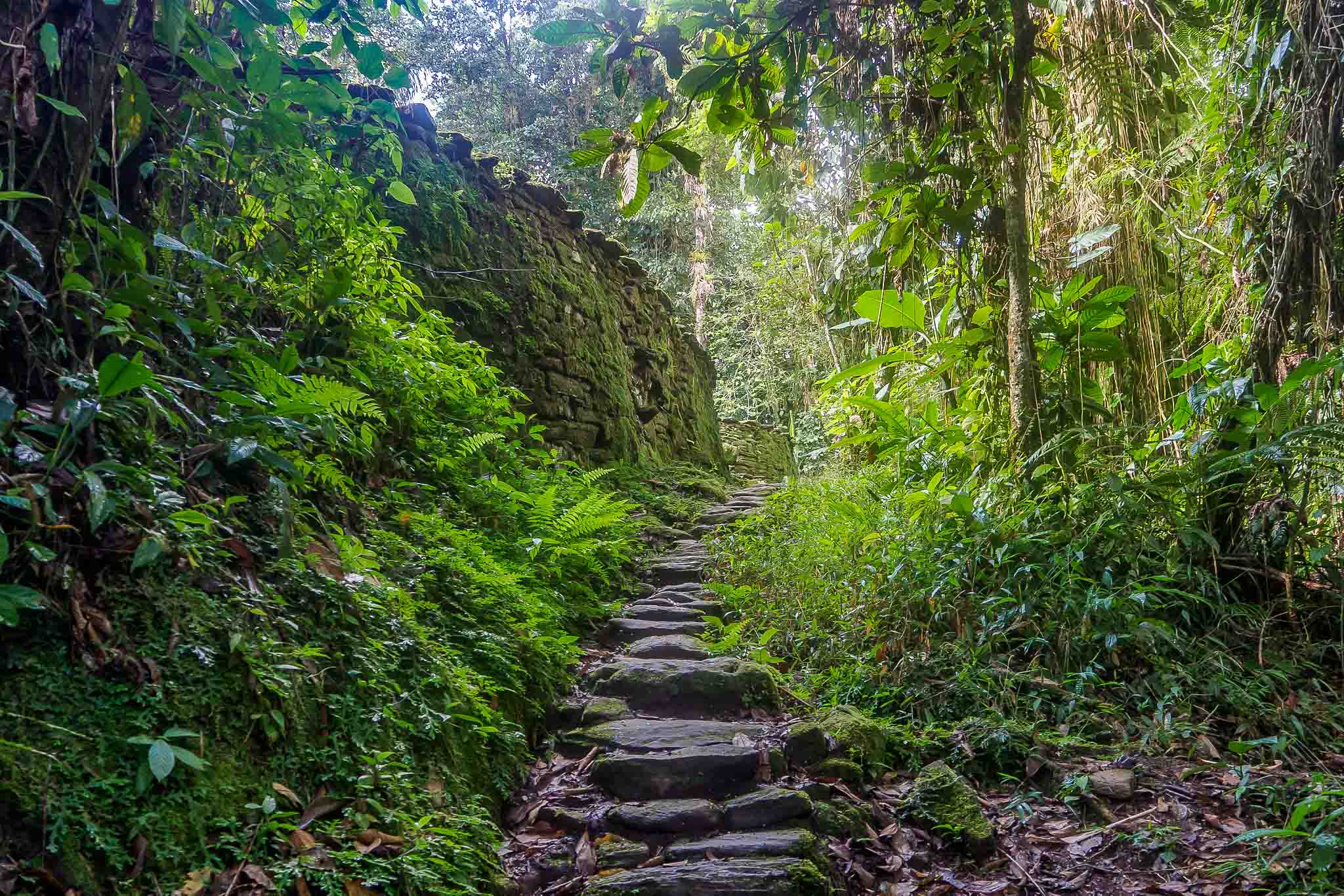 Trekking durch den tropischen Regenwald zur Ciudad Perdida (Verlorene Stadt).

Trekking through the tropical rainforest to Ciudad Perdida (Lost City).